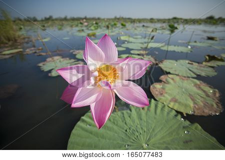Thailand Isan Udon Thani Kumphawapi Lotus Lake