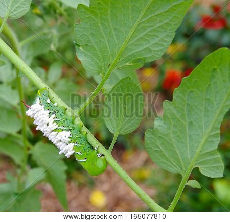 A Dying Tobacco/Tomato Horn Worm as host to parasitic braconid wasp eggs on Branch of a Tomato Plant