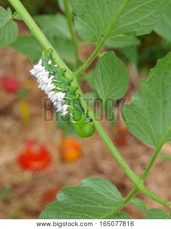 Unlucky Tobacco/Tomato Horn Worm as host to parasitic braconid wasp eggs