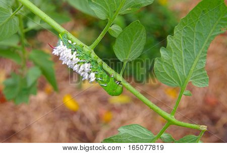 Upside Down Tobacco/Tomato Horn Worm is a host to parasitic braconid wasp eggs on a Tomato Plant.