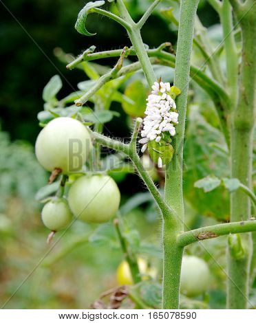 One Tobacco/Tomato Horn Worm as host to parasitic braconid wasp eggs on a Tomato Plant.