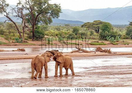 Two young elephant bulls play fighting at Samburu National Reserve Kenya
