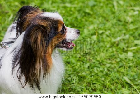 The Papillon Is On The Green Grass.