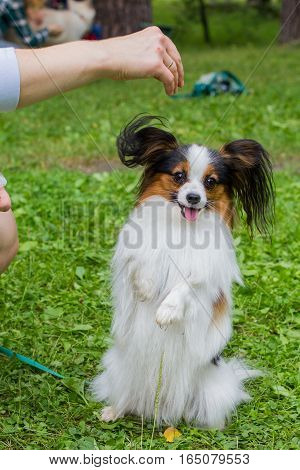 The Papillon Is On The Green Grass.