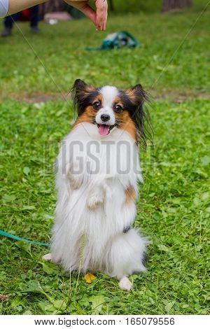 The Papillon Is On The Green Grass.