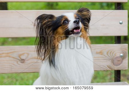 Papillon Sitting On A Bench In The Summer