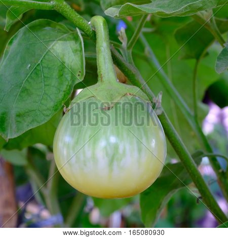 Green fruit of a thorn apple (Solanum incanum)