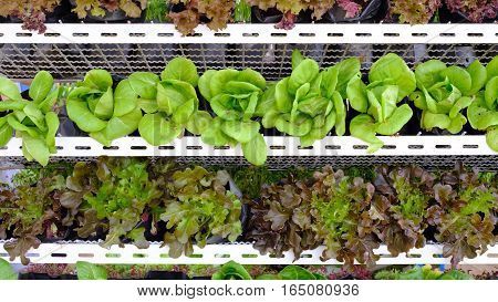 hydroponic salad vegetable  in the big garden