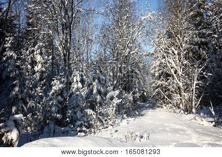 After a strong snowfall the thrown forest road and trees are covered by a layer of friable snow.