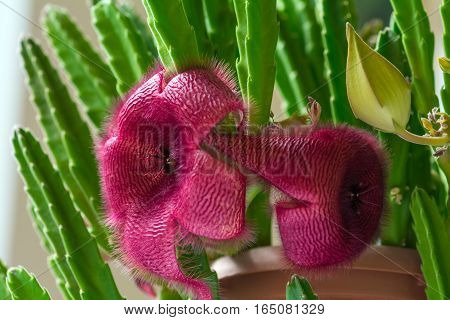 Stapelia nobilis flower. Houseplant in a pot