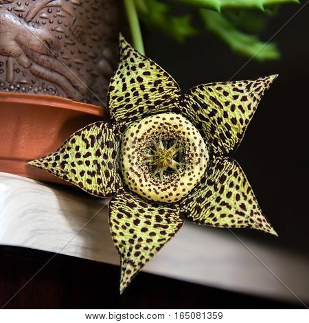 Stapelia variegata flower. Houseplant in a pot