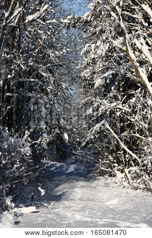 After a strong snowfall the thrown forest road and trees are covered by a layer of friable snow.