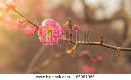 The sakura flower start to blossom in japan park
