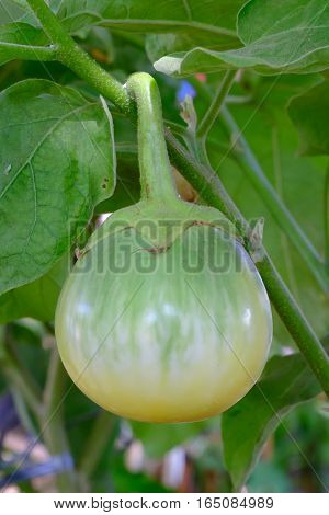Green fruit of a thorn apple (Solanum incanum)