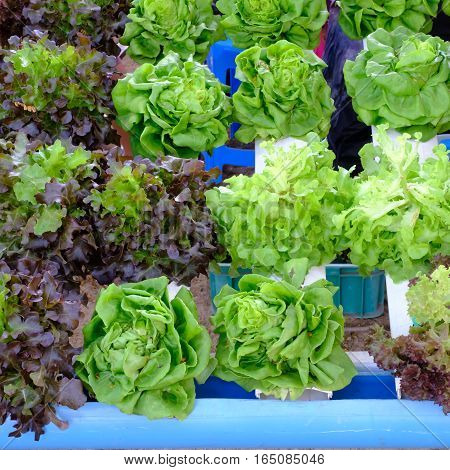 hydroponic salad vegetable in  the  big garden