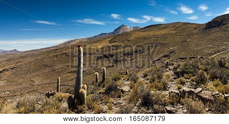 Blooming cactus at the of the Tunupa volcano Altiplano Bolivia