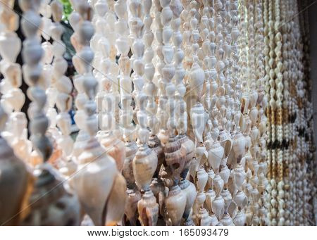 I am hiding behind the shell curtain. Can you find me?