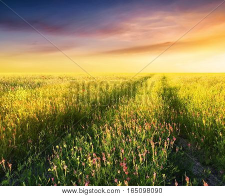 Field with flowers during sundown. Beautiful summer landscape
