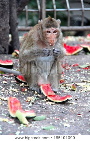 Monkey Enjoy To Be Eating Watermelon.