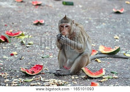 Monkey Enjoy To Be Eating Watermelon.