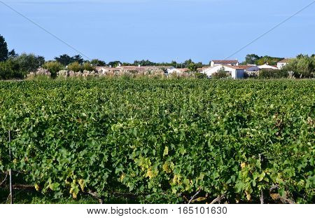 La Couarde sur Mer France - september 26 2016 : vineyard around the village in autumn