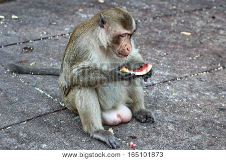 Monkey Enjoy To Be Eating Watermelon.