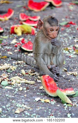 Baby Monkey Enjoy To Be Eating Watermelon..