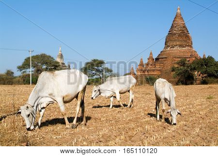 Cows in front of Shwegugyi temple at the archaeological site of Bagan on Myanmar temple at the archaeological site of Bagan on Myanmar