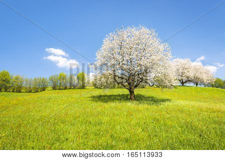 Fruit tree in white bloom. Cherry flowers. Alps meadow with wild flowers and lush spring grass. Bright clear spring sky in the month of May. Great atmosphere of awakening and blossoming of nature in the springtime.