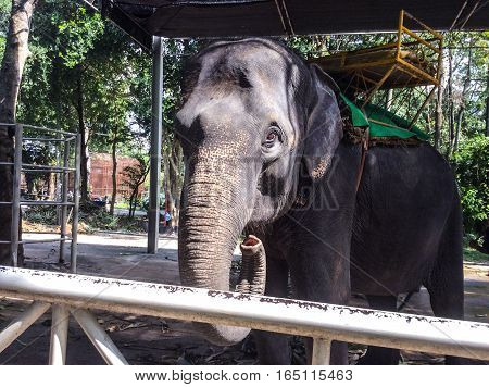 A curious but friendly Elephant in Thailand checks me out