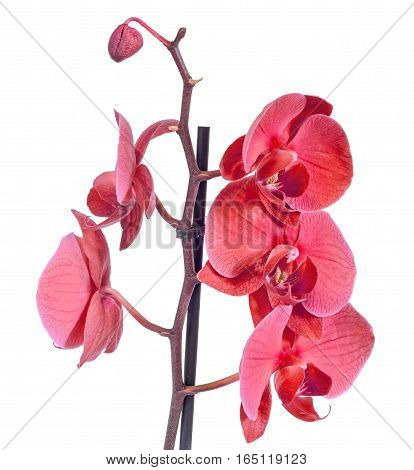 Red Branch Orchid  Flowers, Orchidaceae, Phalaenopsis Known As The Moth Orchid, Abbreviated Phal. Br