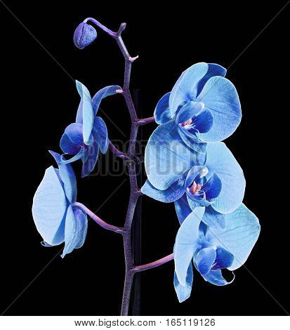 Blue Branch Orchid  Flowers, Orchidaceae, Phalaenopsis Known As The Moth Orchid, Abbreviated Phal. B