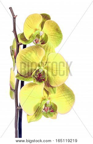 Yellow Branch Orchid  Flowers, Orchidaceae, Phalaenopsis Known As The Moth Orchid, Abbreviated Phal.