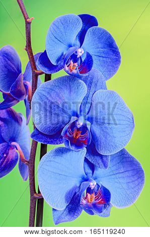 Blue Branch Orchid  Flowers, Orchidaceae, Phalaenopsis Known As The Moth Orchid, Abbreviated Phal. B