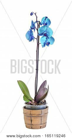 Blue Branch Orchid  Flowers In A Vintage Vase, Orchidaceae, Phalaenopsis Known As The Moth Orchid, A