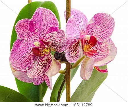 Pink Branch Orchid  Flowers With Green Leaves, Orchidaceae, Phalaenopsis Known As The Moth Orchid, A