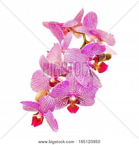 Colored Branch Orchid Flowers With Buds, Orchidaceae, Phalaenopsis