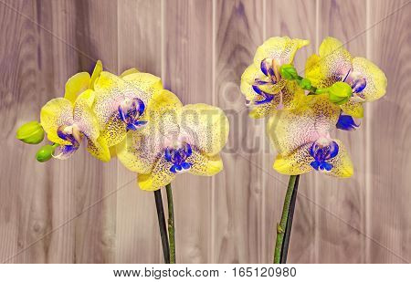 Colored Branch Orchid Flowers With Buds, Orchidaceae, Phalaenopsis