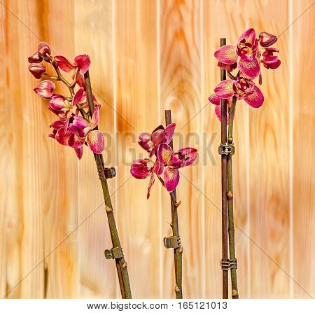 Colored Branch Orchid Flowers With Buds, Orchidaceae, Phalaenopsis
