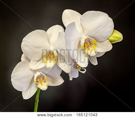 Colored Branch Orchid Flowers With Buds, Orchidaceae, Phalaenopsis