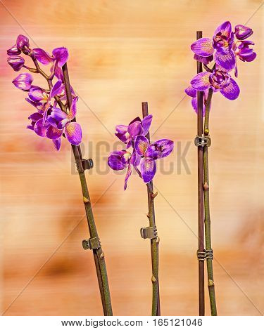 Colored Branch Orchid Flowers With Buds, Orchidaceae, Phalaenopsis