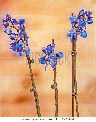 Colored Branch Orchid Flowers With Buds, Orchidaceae, Phalaenopsis