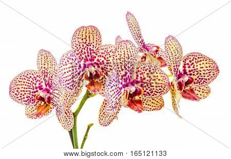 Colored Branch Orchid Flowers With Buds, Orchidaceae, Phalaenopsis