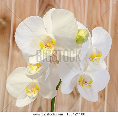 Colored Branch Orchid Flowers With Buds, Orchidaceae, Phalaenopsis