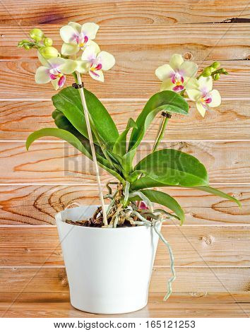 Colored Branch Orchid Flowers With Buds, Orchidaceae, Phalaenopsis