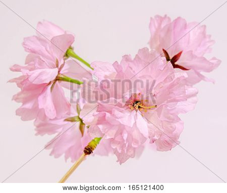 Pink Tree Flowers Of Prunus Serrulata Kanzan, Branch Flowers, Japanese Cherry, Close Up.