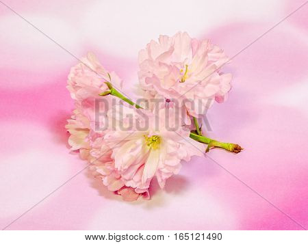Pink Tree Flowers Of Prunus Serrulata Kanzan, Branch Flowers, Japanese Cherry, Close Up.