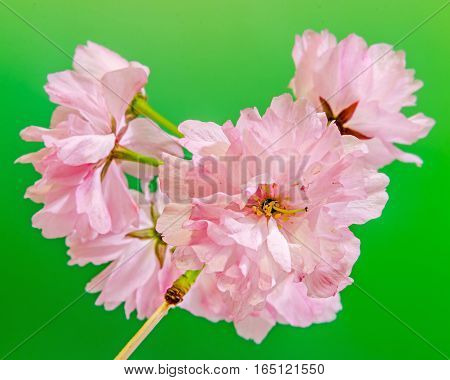 Pink Tree Flowers Of Prunus Serrulata Kanzan, Branch Flowers, Japanese Cherry, Close Up.