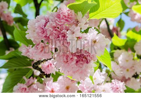 Pink Tree Flowers Of Prunus Serrulata Kanzan, Branch Flowers, Japanese Cherry, Floral Background, Cl