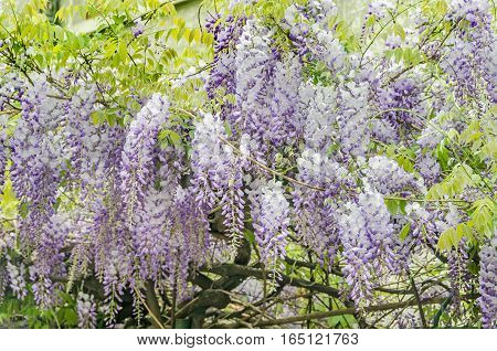 Mauve Wisteria Sinensis (chinese Wisteria), Glicina Tree Flowers, Close Up.